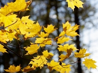 52318RoCrLeSh - An autumn walk in Greenwood Conservation Area.jpg